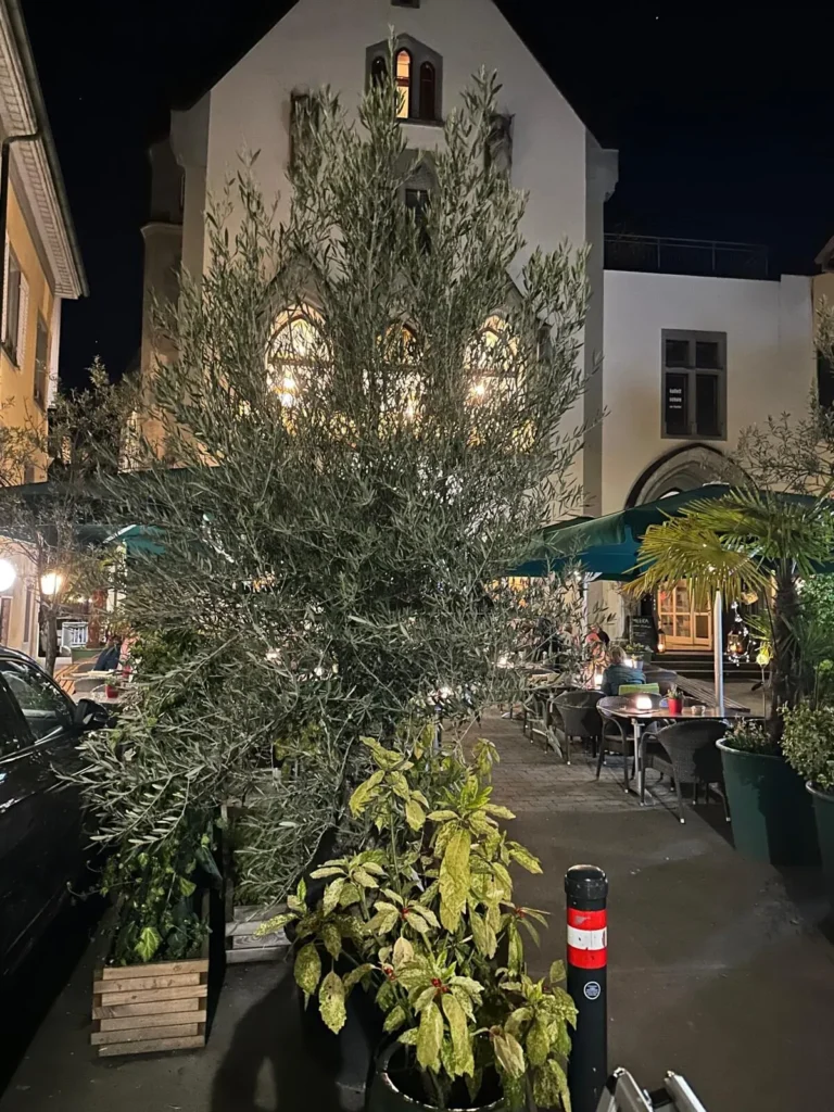 Aussenbereich von The Dom Konstanz bei Nacht mit grossem Olivenbaum und Palmen vor gotischer Fassade